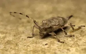 acanthocinus aedilis