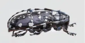 anoplophora chinensis