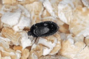 attagenus pellio
