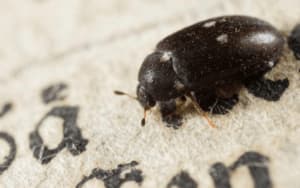 attagenus pellio adulto