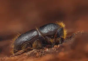 bostrico dell abete rosso