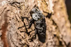 capnodis tenebrionis