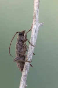 capricorno delle latifoglie