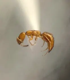 cephalonomia gallicola