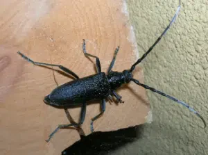 cerambice della quercia