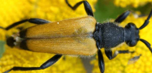 cerambicide paracorymbia fulva