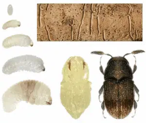 ciclo biologico del punteruolo dell'olivo