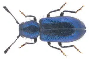 coleottero blu metallizzato