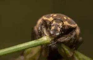 coleottero dei tappeti