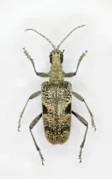 coleottero del fusto rhaghium mordax