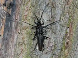 coleottero della quercia