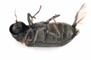 come arriva il tarlo in casa