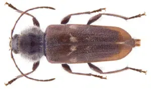 come eliminare il tarlo capricorno