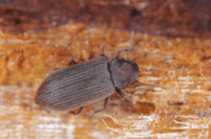 come eliminare il tarlo dei mobili