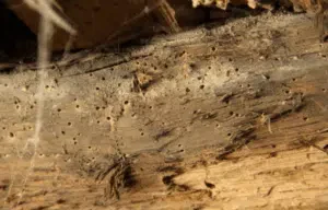 danni del calymmaderus solidus