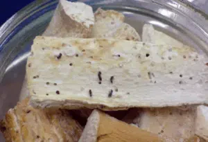 danni del dinoderus minutus