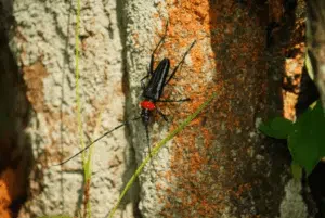 danni tarlo aromia bungii