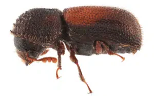 dinoderus minutus