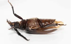 disinfestazione tarli prionus coriarius