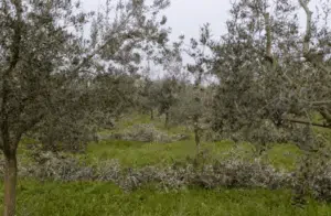 disinfestazione tarlo olivo