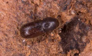 dryocoetes autographus