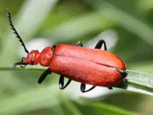 esemplare di pyrrhidium sanguineum