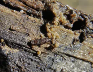 euophryum confine sul legno