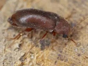 euvrilletta peltata sul legno