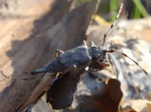 femmina di acanthocinus aedilis