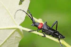 femmina di aromia bungii