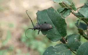 femmina di monochamus galloprovincialis