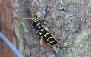 femmina di plagionotus arcuatus