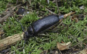 femmina di prionus coriarius