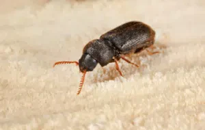 Femmina di Ptilinus pectinicornis