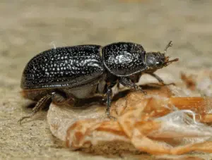 femmina di sinodendron cylindricum