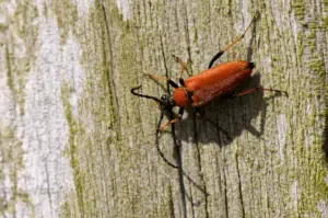 femmina di stictoleptura rubra