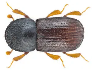 femmina di xyleborus dispar