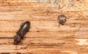 foro del lyctus carbonarius