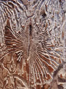 gallerie dello scolytus multistriatus