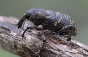 grande punteruolo del pino