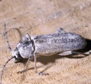 hesperophanes cinereus