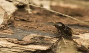 i tarli del legno volano