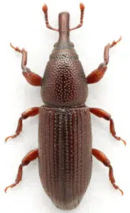 il pentarthrum huttoni