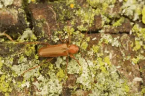 il phymatodes testaceus