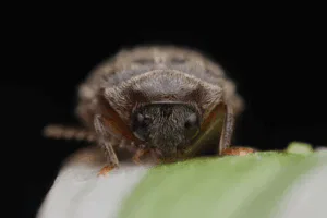 il trogoderma granarium