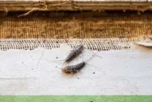 infestazione da lepisma saccharina