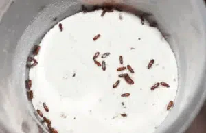 infestazione da tribolium castaneum