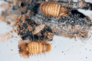 infestazione di coleotteri dei tappeti