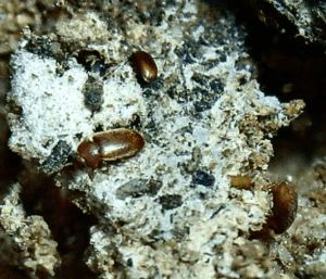 infestazione tarlo avena