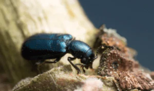 korynetes caeruleus sul legno